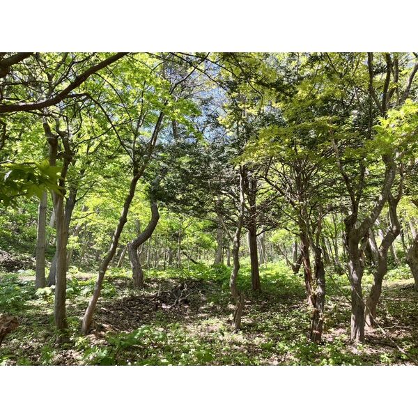 山の手438-4 画像4