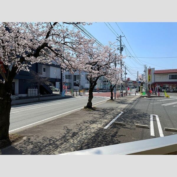 現地周辺 (春は桜がきれいです。(写真は物件前面道路))