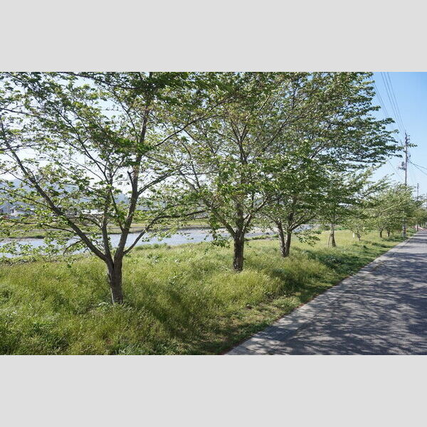 現地周辺 (眺望)