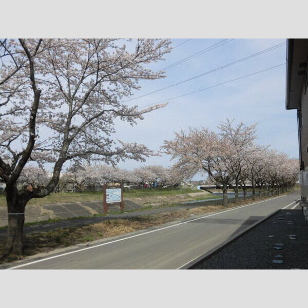 現地周辺 (桜)