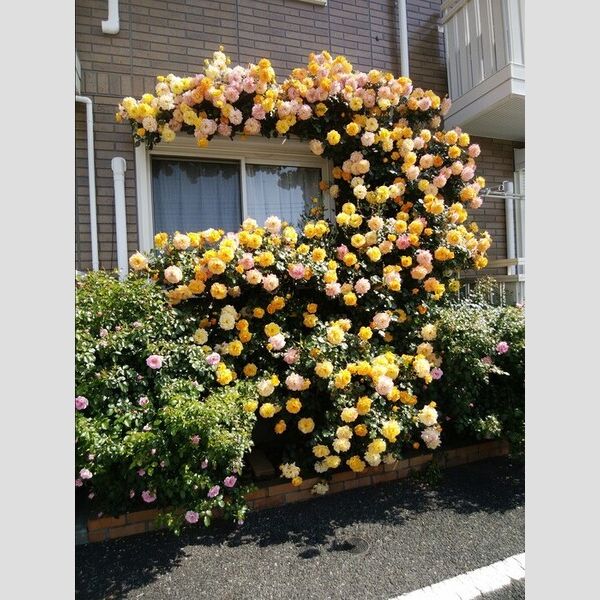 現地周辺 (5月頃にはバラが咲きます♪)