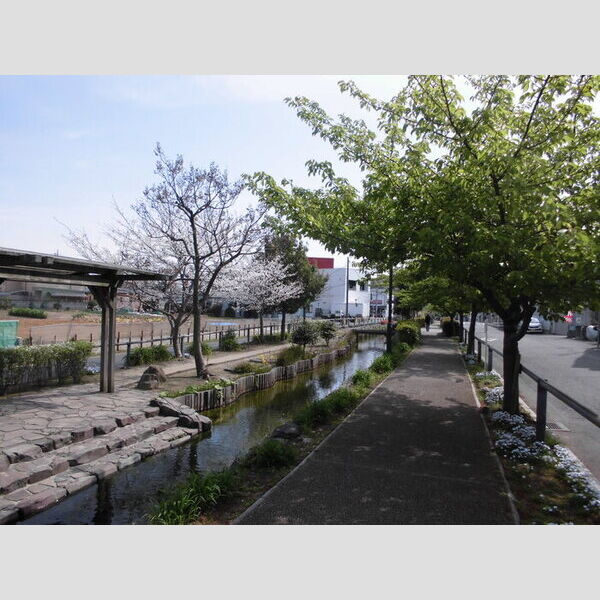 現地周辺 (江川せせらぎ遊歩道)