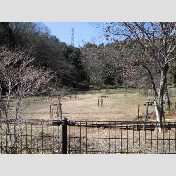 現地周辺 (隣接緑地)
