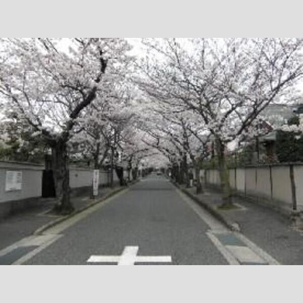 現地周辺 (箕面さくらどおり★春の桜道の風景です☆)