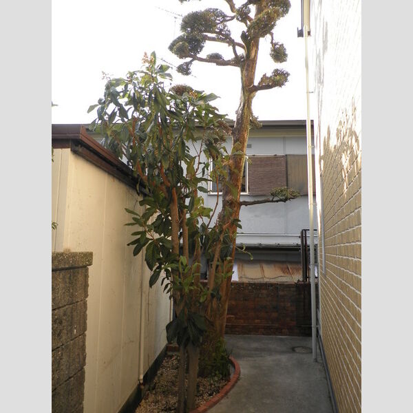 現地周辺 (植栽)