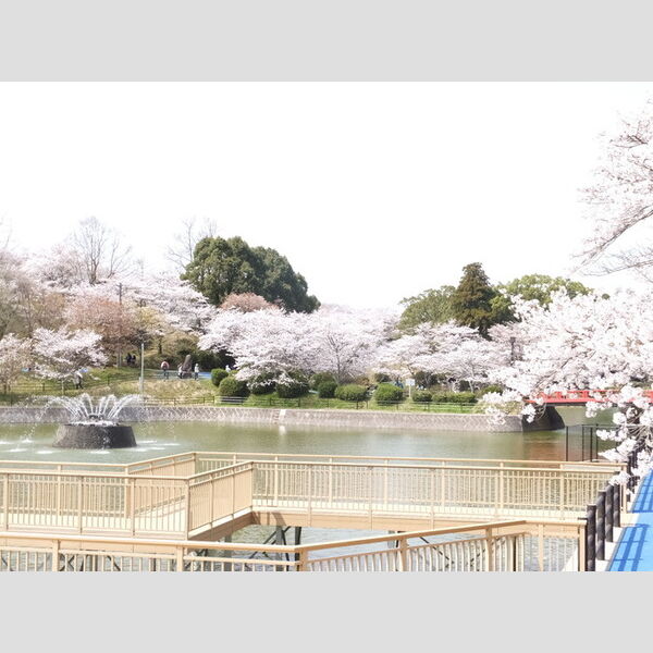 現地周辺 (春には桜の乱れ咲き☆甘木公園☆)