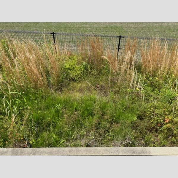 その他 (専用庭)