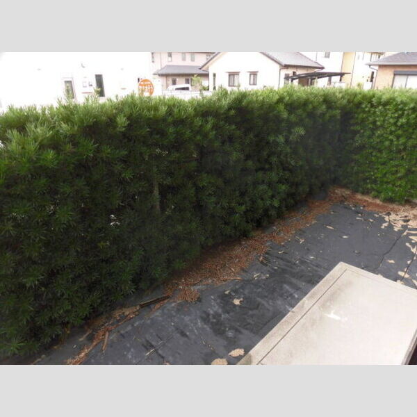 その他 (A118専用庭)